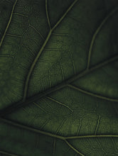 Load image into Gallery viewer, Green Home Book