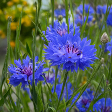 Load image into Gallery viewer, Shido Seeds: Blue Cornflower Flower Seeds Packet - Plant Seeds, Art Floral, Plant Themed Gifts