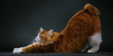 Load image into Gallery viewer, Feline