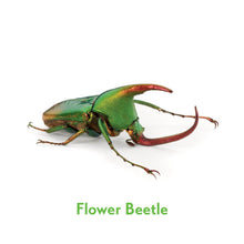 Load image into Gallery viewer, Christopher Marley’s Incredible Insects Memory Game