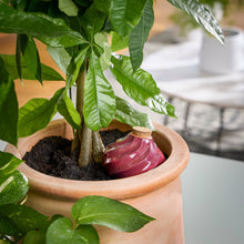 Load image into Gallery viewer, Terracotta Watering Bulb: Sage