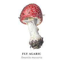 Load image into Gallery viewer, Mushrooms: Alexander Viazmensky Memory Game