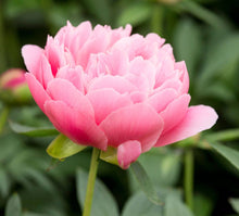 Load image into Gallery viewer, Shido Seeds: Peony Flower Seeds Packet - Plant Seeds, Plant Themed Gifts, Seed Cards