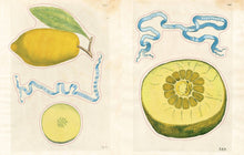 Load image into Gallery viewer, John Derian Sticker Book II: Hardcover