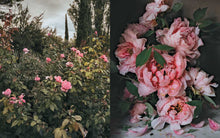 Load image into Gallery viewer, Flowers of Provence by Jamie Beck: Hardcover; 304 pages / English