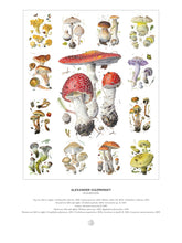 Load image into Gallery viewer, Mushrooms: Alexander Viazmensky 1000-Piece Jigsaw Puzzle