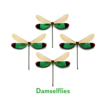 Load image into Gallery viewer, Christopher Marley’s Incredible Insects Memory Game