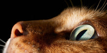 Load image into Gallery viewer, Feline