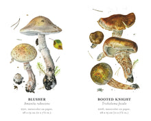 Load image into Gallery viewer, Mushrooms: Alexander Viazmensky Memory Game