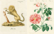 Load image into Gallery viewer, John Derian Sticker Book II: Hardcover