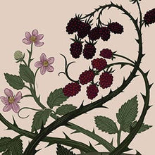 Load image into Gallery viewer, The Illustrated Meditations