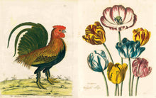 Load image into Gallery viewer, John Derian Picture Book: Hardcover