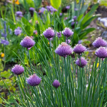 Load image into Gallery viewer, Shido Seeds: Chives Herb Seeds Packet - Herb Garden, Indoor Plant Seeds, Plant Dirt
