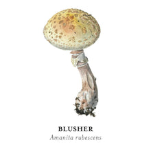 Load image into Gallery viewer, Mushrooms: Alexander Viazmensky Memory Game