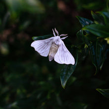 Load image into Gallery viewer, 'Midnight Ghost' Moth Set