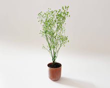 Load image into Gallery viewer, Miniature Potted Plant: Terra Cotta
