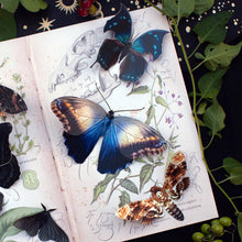 Load image into Gallery viewer, Halloween 'Hatchet' Paper Butterfly Set
