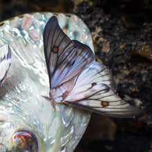 Load image into Gallery viewer, 'Midnight Ghost' Moth Set

