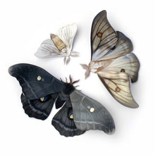 Load image into Gallery viewer, 'Midnight Ghost' Moth Set
