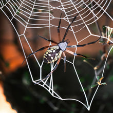 Load image into Gallery viewer, Halloween 'Weaver' Spiderweb &amp; Spider Paper Set
