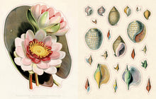 Load image into Gallery viewer, John Derian Sticker Book II: Hardcover
