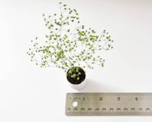 Load image into Gallery viewer, Miniature Potted Plant: Terra Cotta

