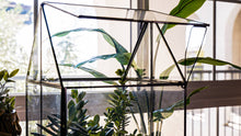 Load image into Gallery viewer, Urban Born Oversize Terrarium Glass+Steel, 11x11x28&quot; (Black)
