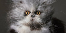 Load image into Gallery viewer, Feline
