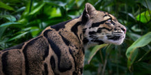 Load image into Gallery viewer, Feline
