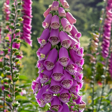 Load image into Gallery viewer, Shido Seeds: Foxglove Flower Seeds Packet - Flower Growing, Plant Care Accessories, Plant Related Gifts
