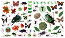 Load image into Gallery viewer, Eyelike Stickers: Bugs: Trade Paperback
