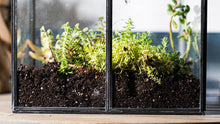 Load image into Gallery viewer, Urban Born Oversize Terrarium Glass+Steel, 11x11x28&quot; (Black)
