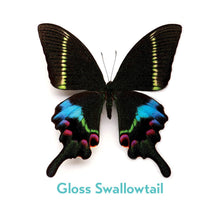 Load image into Gallery viewer, Christopher Marley’s Incredible Insects Memory Game
