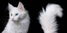 Load image into Gallery viewer, Feline
