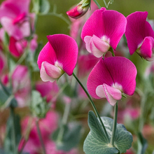 Load image into Gallery viewer, Shido Seeds: Sweet Pea Flower Seeds Packet - Plant Seeds, Plant Themed Gifts, Seed Cards
