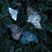 Load image into Gallery viewer, 'Midnight Ghost' Moth Set
