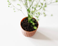 Load image into Gallery viewer, Miniature Potted Plant: Terra Cotta
