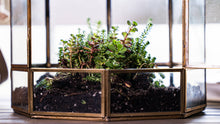 Load image into Gallery viewer, Urban Born Large Terrarium Birdcage, Glass and Metal, 10x9&quot;: Brass
