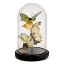 Load image into Gallery viewer, Flora and Fauna Butterfly and Bird Sculpture in Round Dome
