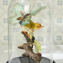 Load image into Gallery viewer, Flora and Fauna Butterfly and Bird Sculpture in Round Dome
